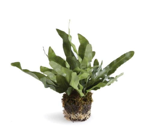 Echeveria Fern Drop-In, 11.5"