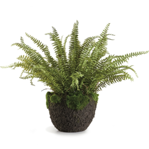 Grand Boston Fern Drop-In, 30"