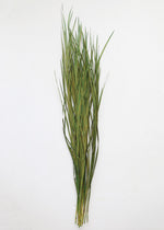 Tall Preserved Wild Grass in Green, 45-55"