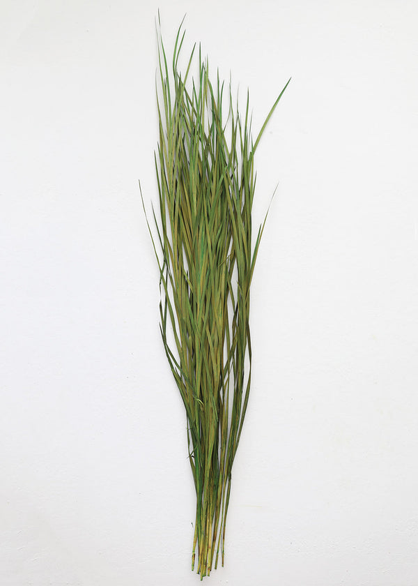 Tall Preserved Wild Grass in Green, 45-55"