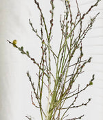 WAREHOUSE Preserved Pussy Willow, 2 sizes
