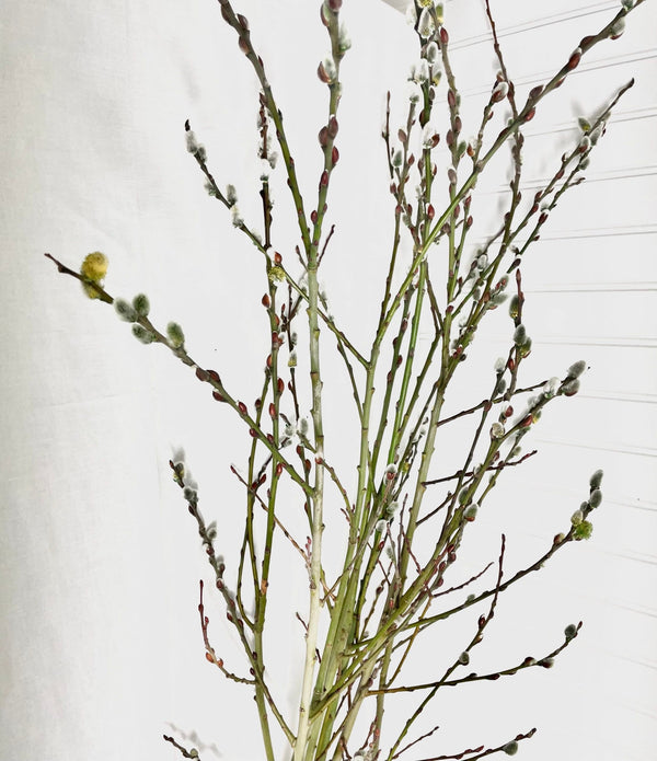 WAREHOUSE Preserved Pussy Willow, 2 sizes