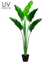 Bird of Paradise Plant in Pot, Green - 64" (UV Protected)