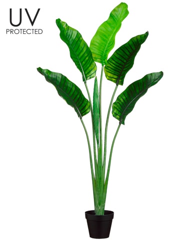 Bird of Paradise Plant in Pot, Green - 64" (UV Protected)