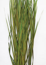 Tall Preserved Wild Grass in Green, 45-55"