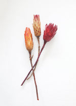 Natural Protea Repens in Orange Pink, Set of 3, 13-15"