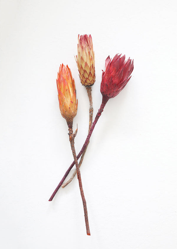 Natural Protea Repens in Orange Pink, Set of 3, 13-15"
