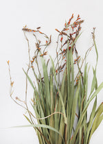 Dried Renanthera Orchid Grass with Orange Buds, 22-28"