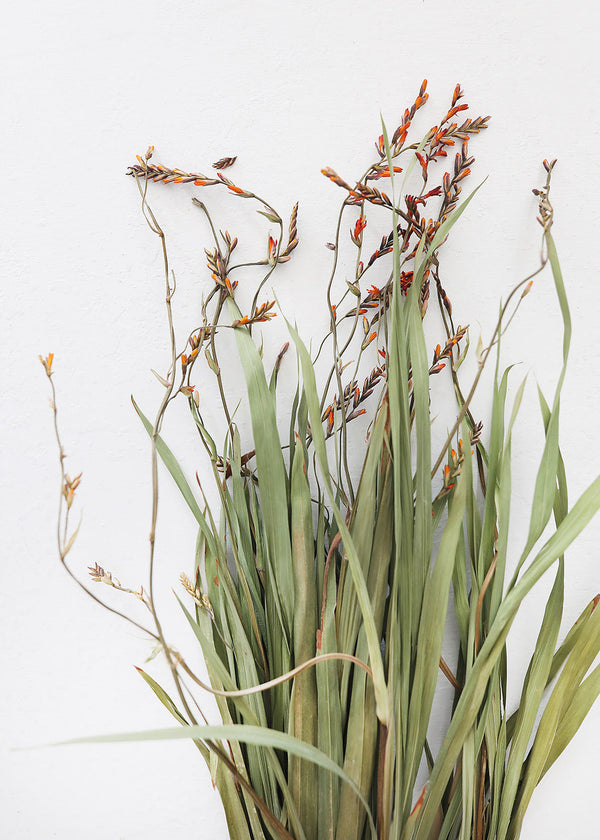 Dried Renanthera Orchid Grass with Orange Buds, 22-28"