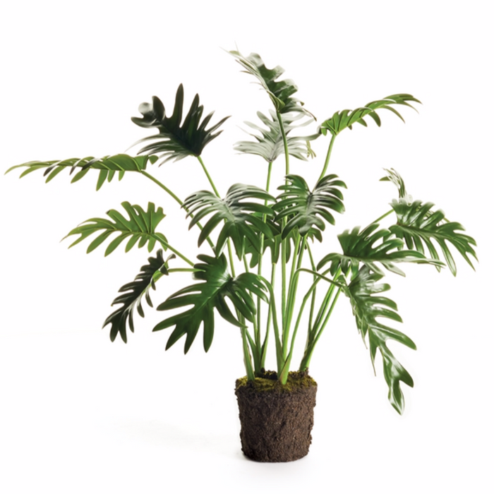 Split Leaf Selloum Drop-In 22.5"