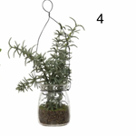 Faux Greenery Ornament in Glass Jar, 4 Styles