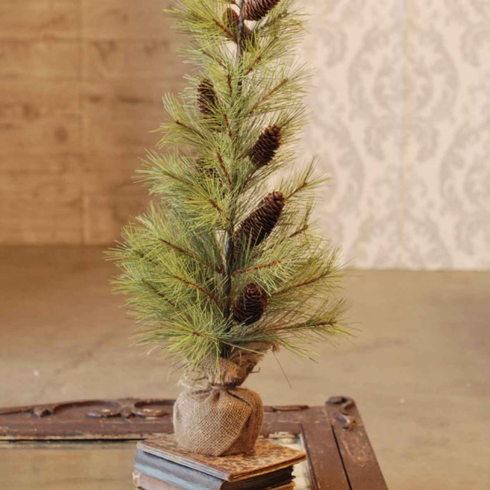 Longleaf Pine Tree with Burlap, 30"