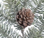 Icy Elegant Pine Spray