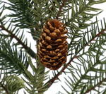 Dark Green Angel Pine with Pinecone Stem