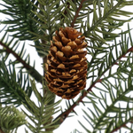 Dark Green Angel Pine with Pinecone Stem