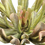 Aeonium Pick, Green Mauve - 12"