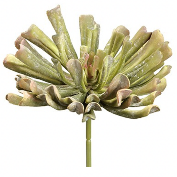 Aeonium Pick, Green Mauve - 12"