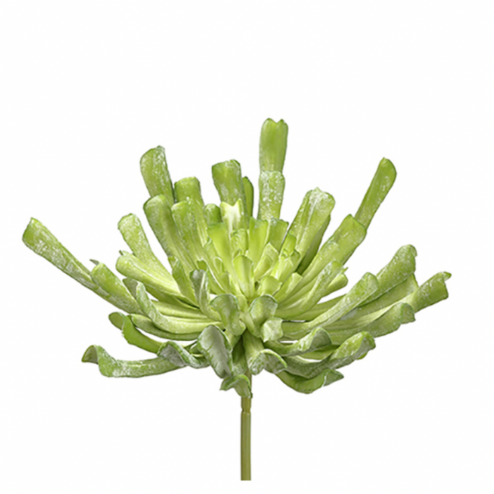 Aeonium Pick, Green Flocked - 12"