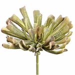 Aeonium Pick, Green Mauve - 12"