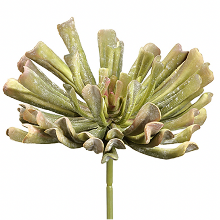 Aeonium Pick, Green Mauve - 12"