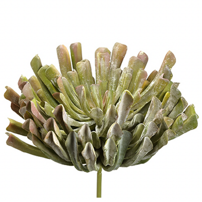 Aeonium Pick, Green Mauve - 13"