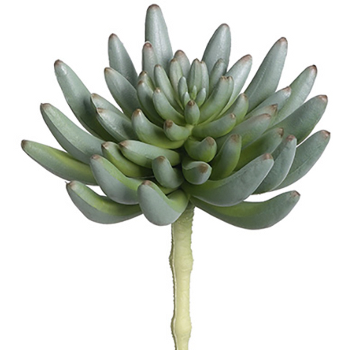 Spike Aeonium Pick, Green / Gray - 6.35"