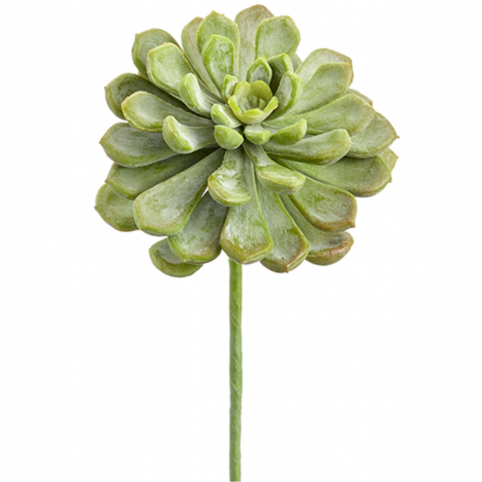 Baby Aeonium Pick, Frosted Green - 6"