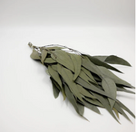 Preserved Flower Willow Eucalyptus - Powder Green, 18"