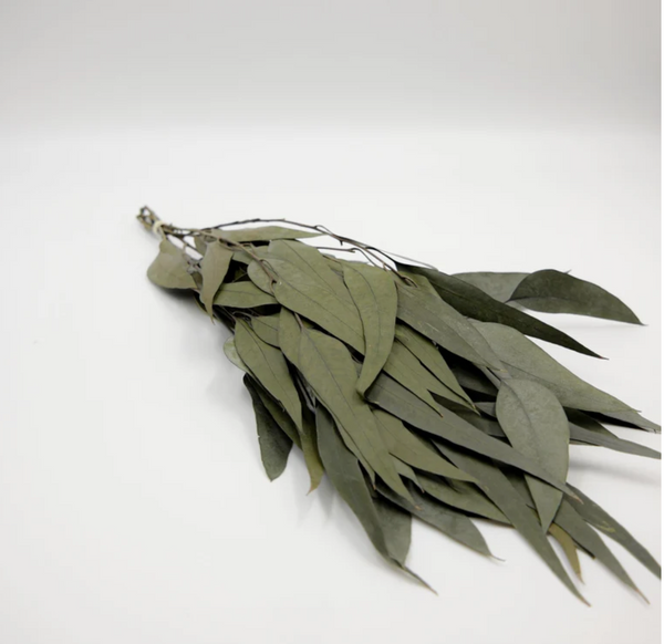 Preserved Flower Willow Eucalyptus - Powder Green, 18"