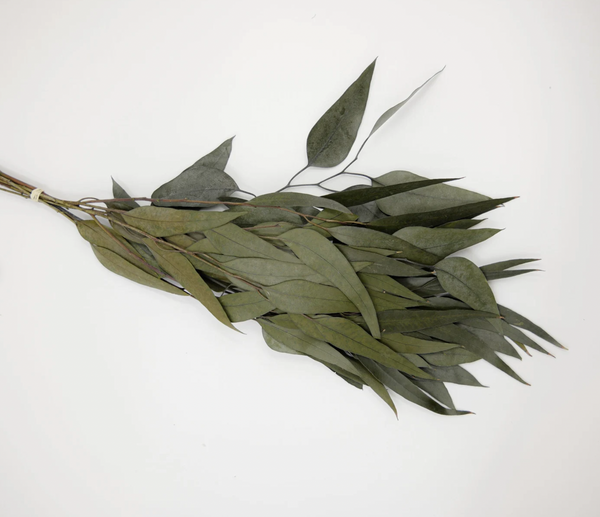 Preserved Flower Willow Eucalyptus - Powder Green, 18"