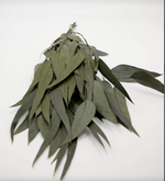 Preserved Flower Willow Eucalyptus - Powder Green, 18"