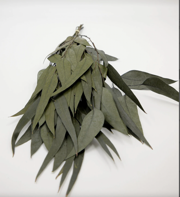 Preserved Flower Willow Eucalyptus - Powder Green, 18"