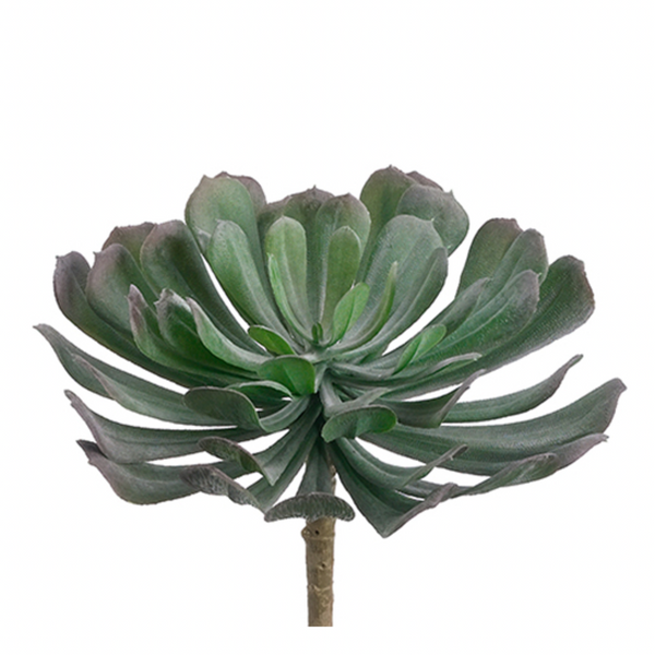 Aeonium, Green / Gray - 6"