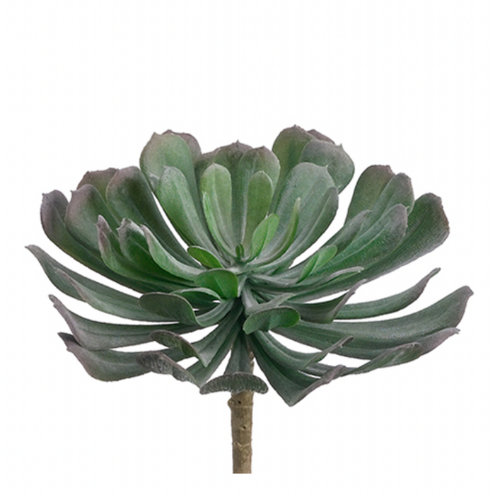 Aeonium, Green / Gray - 6"