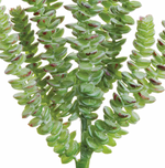 Donkey Tail Pick, Green / Gray -13"