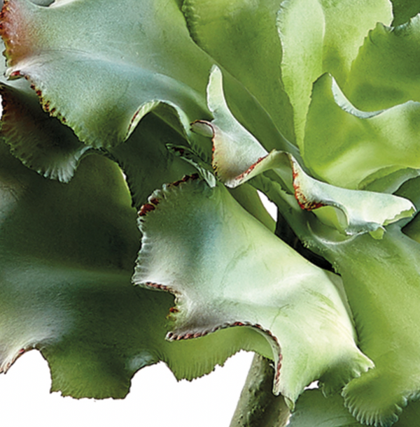 Ruffled Echeveria Pick, Green / Gray - 10"