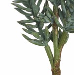 Senecio Spray, Frosted Green - 16"