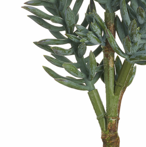Senecio Spray, Frosted Green - 16"