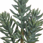 Senecio Spray, Frosted Green - 16"