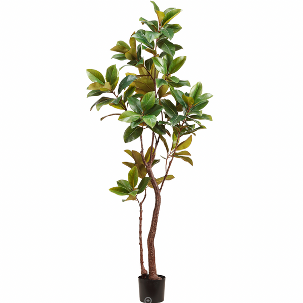 Magnolia Tree in Plastic Pot, Green - 82.68"
