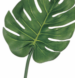 Medium Split Philodendron Leaf Spray, Green - 30"