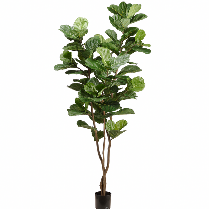 Fiddle Leaf Tree in Plastic Pot, Green - 90.5"