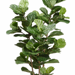 Fiddle Leaf Tree in Plastic Pot, Green - 90.5"