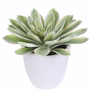 Echeveria in Cement Pot, Green / Cream - 16"