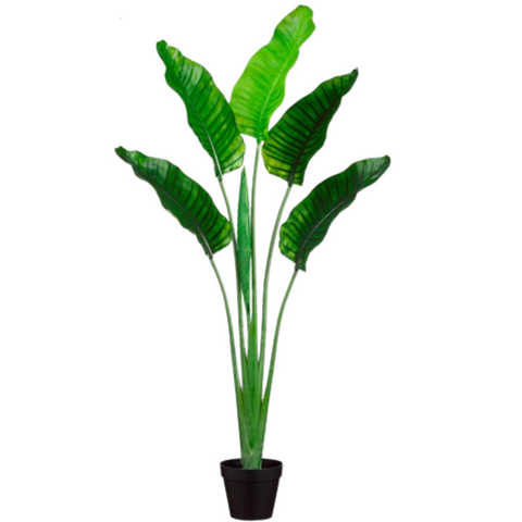 Bird of Paradise Plant in Pot, Green - 64" (UV Protected)