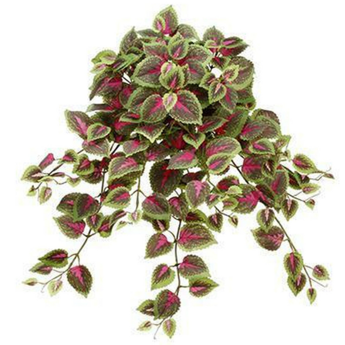 Mini Coleus Hanging Bush, Red / Green - 20"