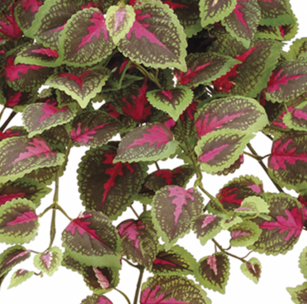 Mini Coleus Hanging Bush, Red / Green - 20"