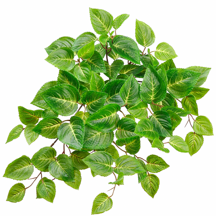 Coleus Bush, Green - 20" (UV Protected)