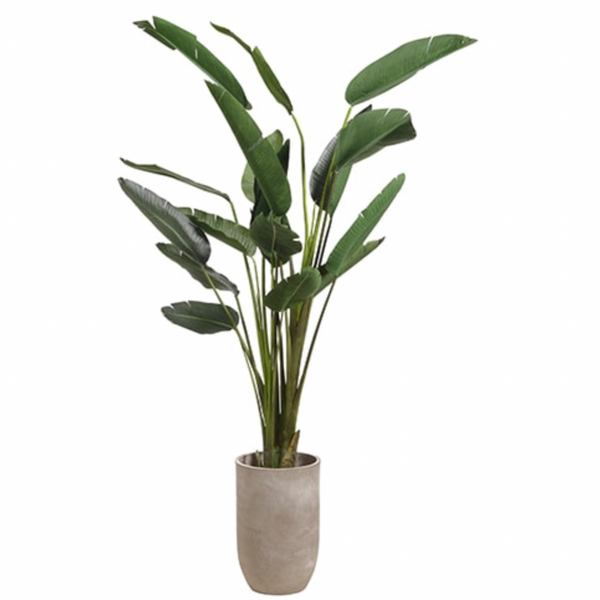 Birds of Paradise in Cement Planter, Green - 96"