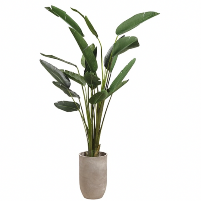 Birds of Paradise in Cement Planter, Green - 96"